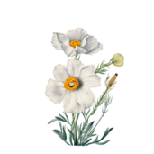 Webinar-SEBElaska-SEBEhodnota